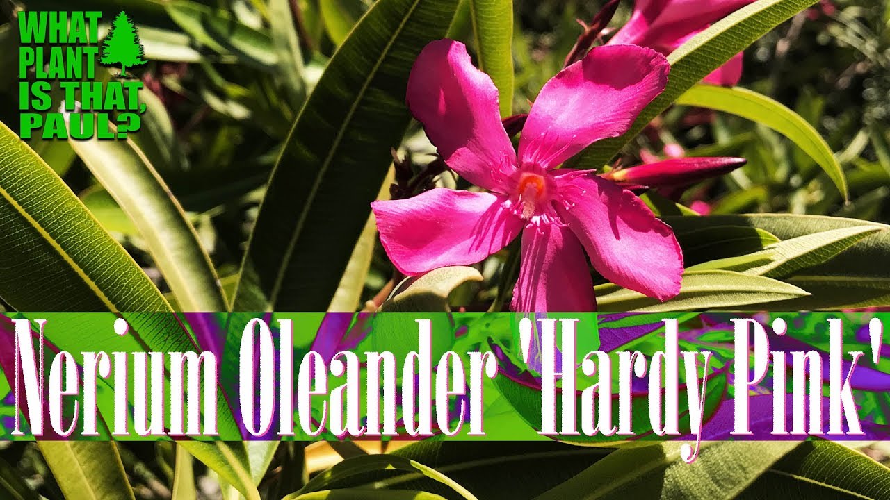 The Nerium Oleander 'Hardy Pink' is a extremely durable and reliable evergreen shrub