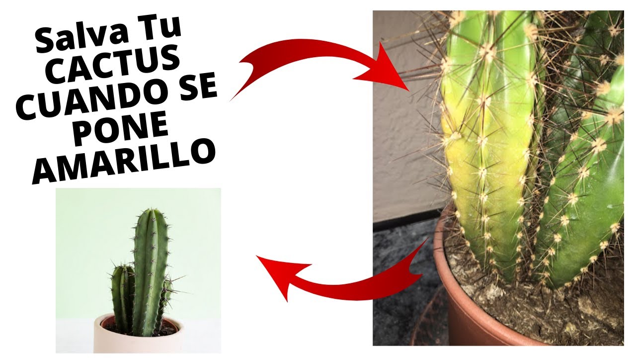 COMO SALVAR UN CACTUS AMARILLO