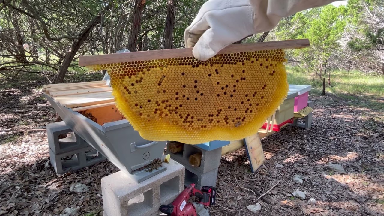 HOW TO TRANSITION FROM LANGSTROTH TO TOP BAR HIVES - Treatment free beekeeping!!