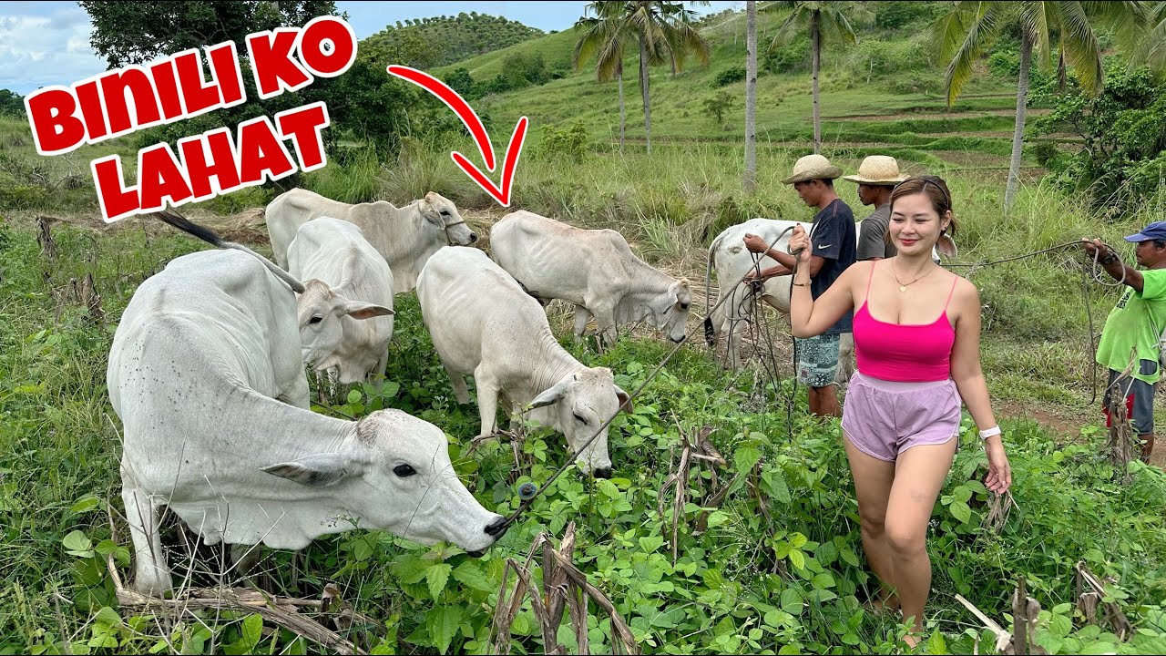 Bumili ako nang 6 na baka  para sa Bagong Area na Farm! Cow Farming 🐄