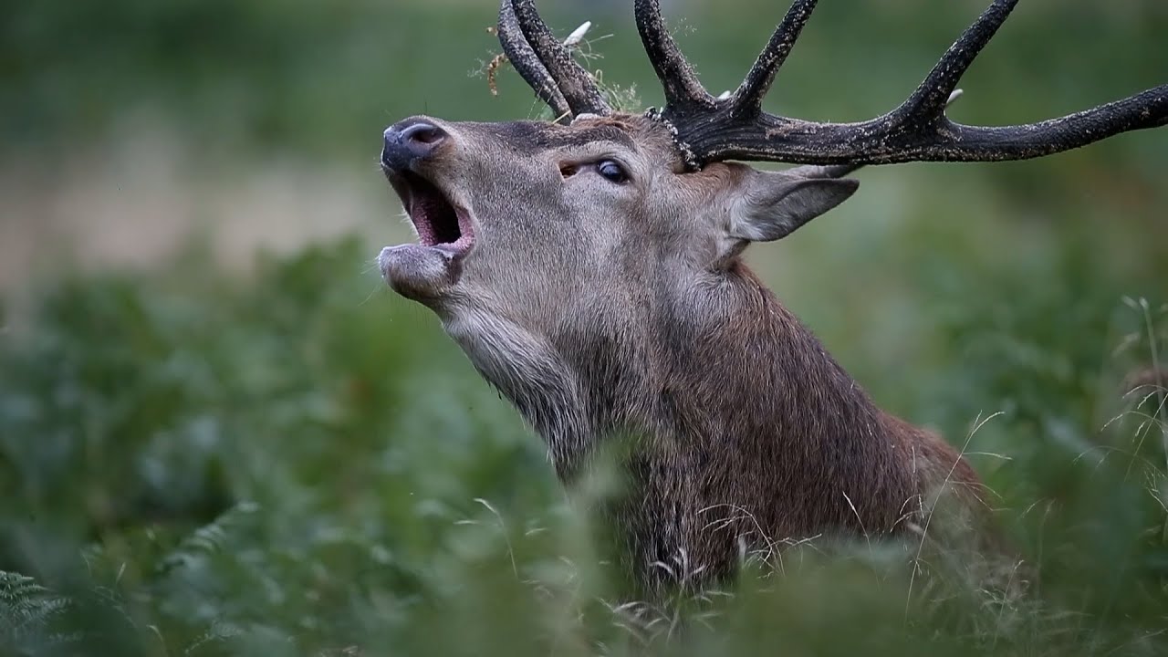 Brame du cerf 2024