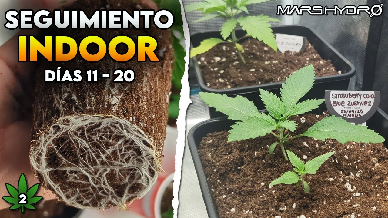 Seguimiento de cultivo indoor #2 | Fotoperiódicas | Primer trasplante y sorteo | Mars Hydro
