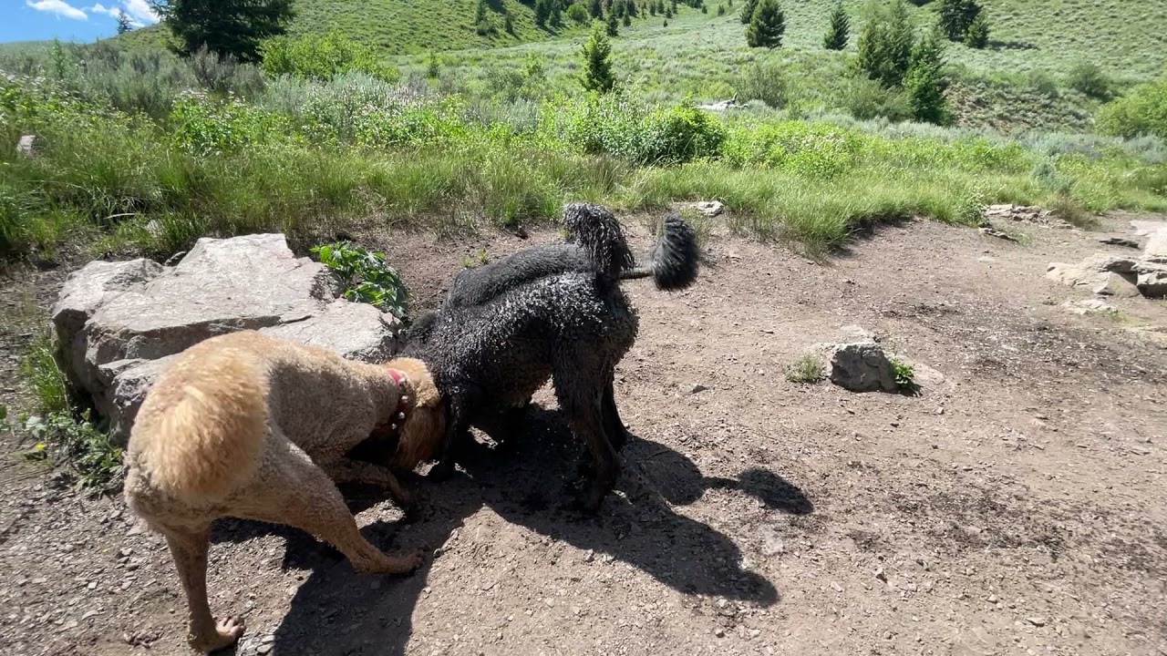 Watch 3 poodles chase a rodent