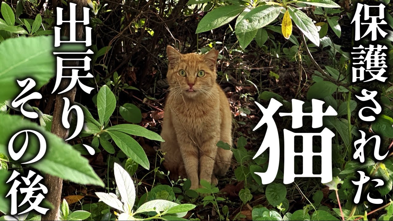 続、保護されたのに戻ってきた地域猫