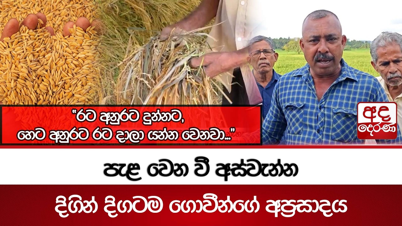පැළ වෙන වී අස්වැන්න | දිගින් දිගටම ගොවීන්ගේ අප්‍රසාදය | Ada Derana