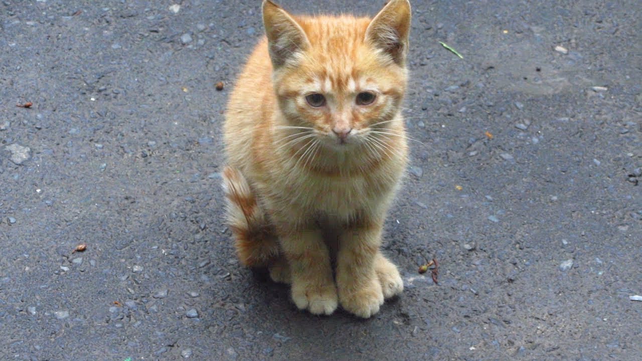 Ginger kitten with cats on the street