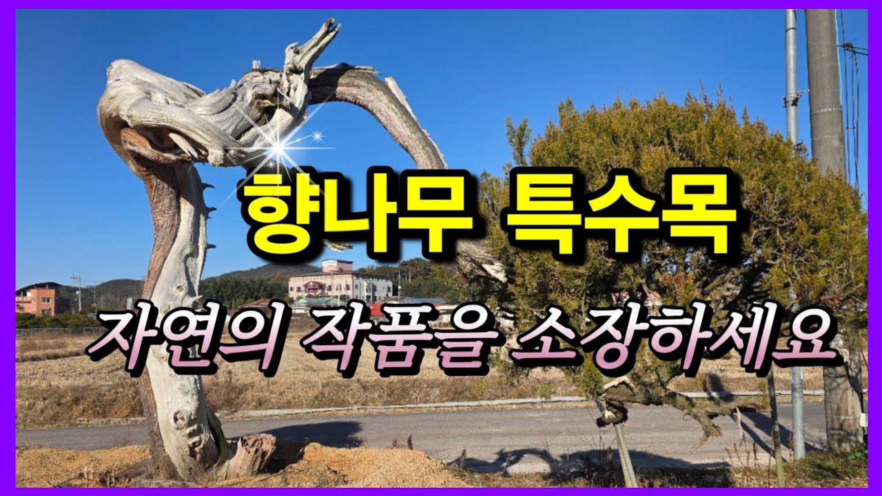 1401번 #향나무 {{{판매중}}} 묘한 끌림이 있는 #향나무특수목 완성목/ 판매가격은 더보기란에 #특수목 #정원수판매 #ChineseJuniper