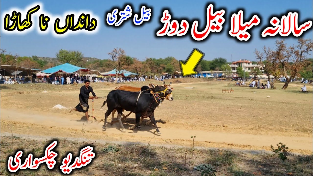 A Historical Mela Bail Shutri at Tangdew Chakswari Mirpur Azad Kashmir | Bull Race 2025 |