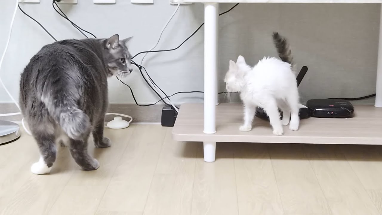 아기고양이 근황, 입양 기다려요..