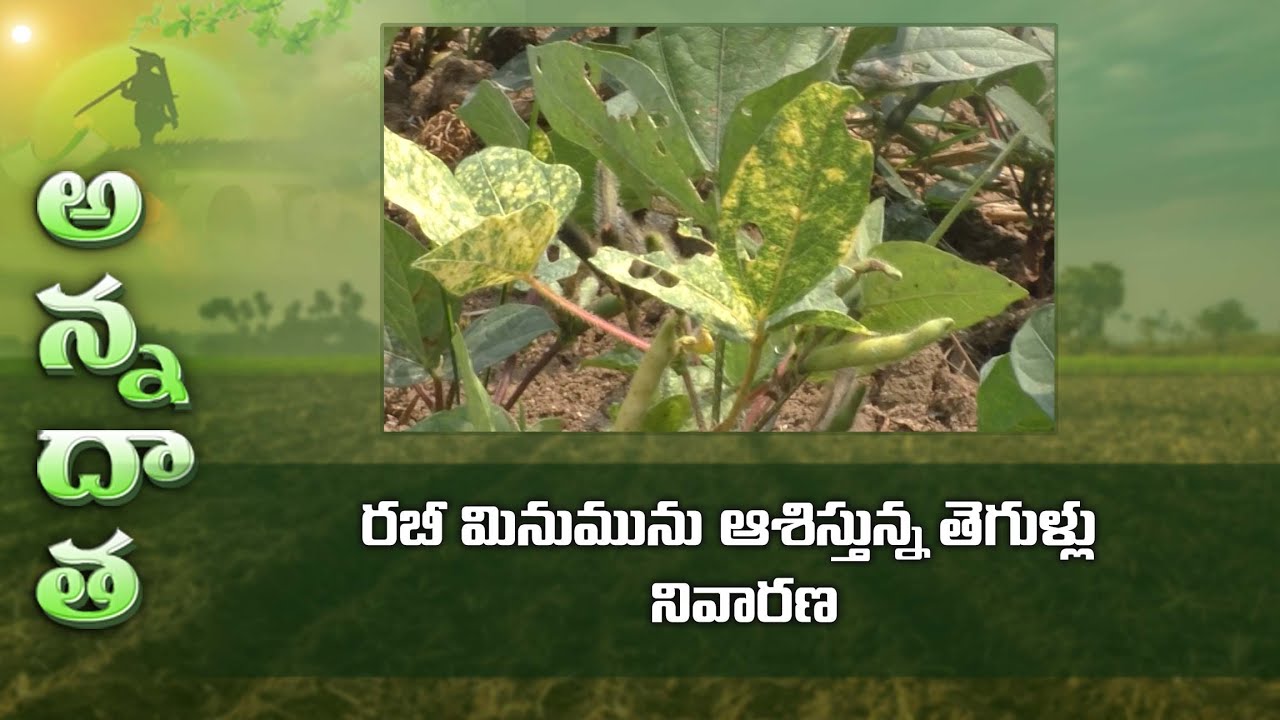Disease management in rabi pulses | ETV
