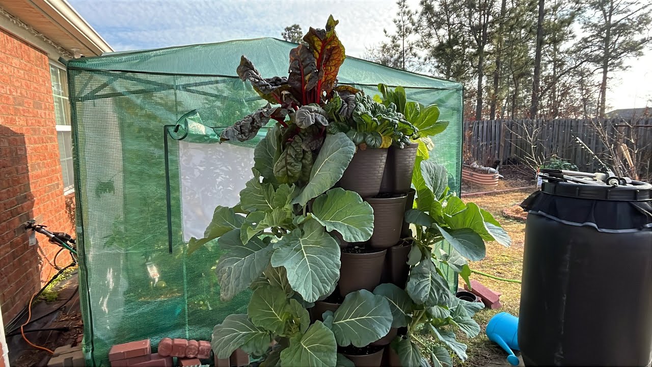 Обновление Greenstalk | Краткий обзор сада