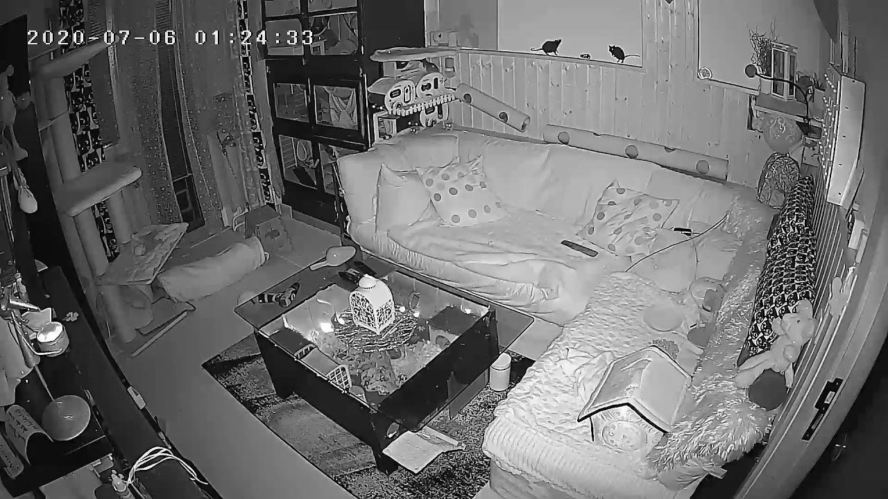 Ratten bei Nacht
