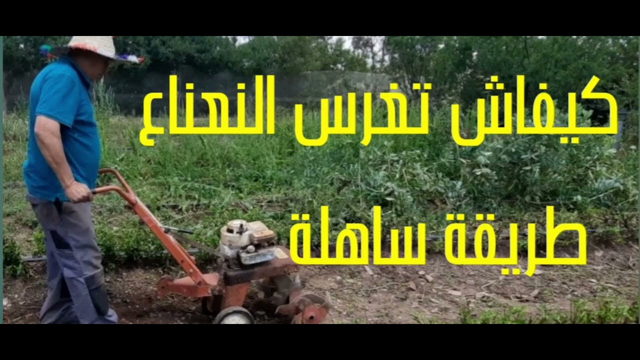 احسن طريقة كنغرس بيها نعناع دخل تستافد