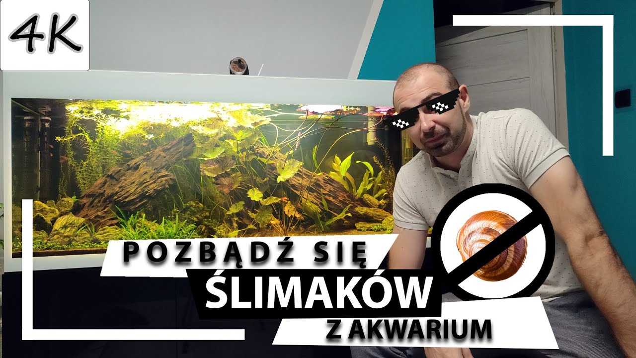 Jak pozbyć się ŚLIMAKÓW z AKWARIUM? Moje sprawdzone sposoby! [4K]