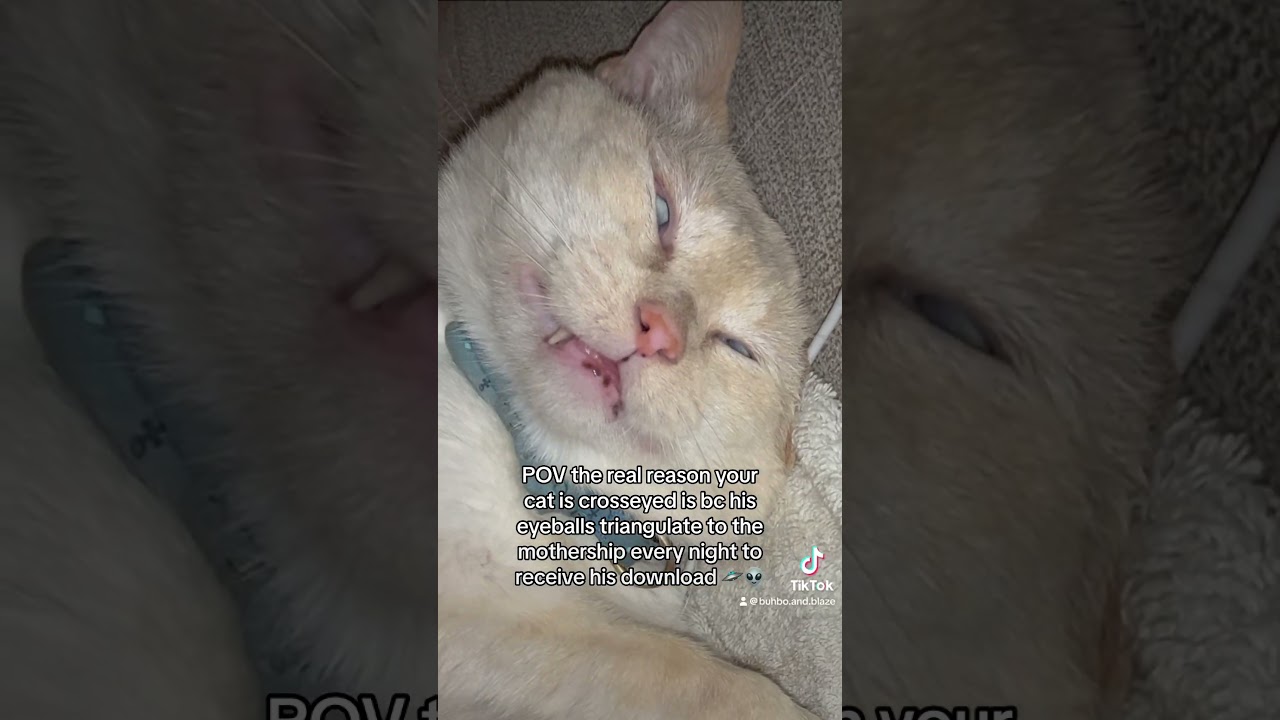 Crosseyed cat uses alien technology to reset his eyeballs 👽📡  #catshorts #crosseyedcat #dreams