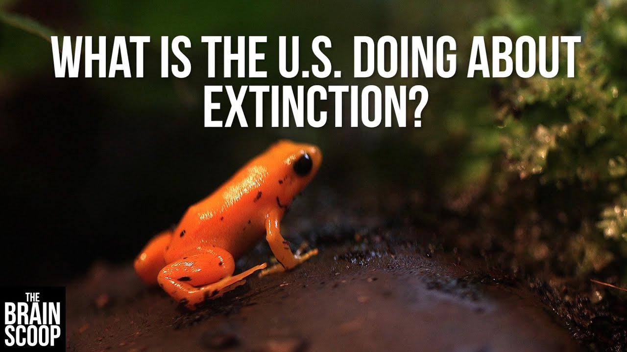 What's an endangered species?