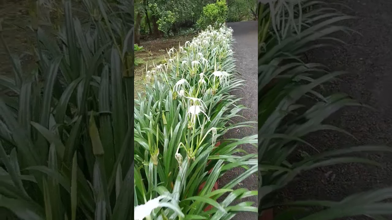 Spider lily Gardening #gardening #spiderlily #lily #garden #flowers #rainyday #youtubeshorts #viral