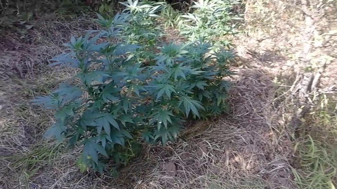 Organic Cannabis Guerilla Growing Super Silver Haze & Black Domina