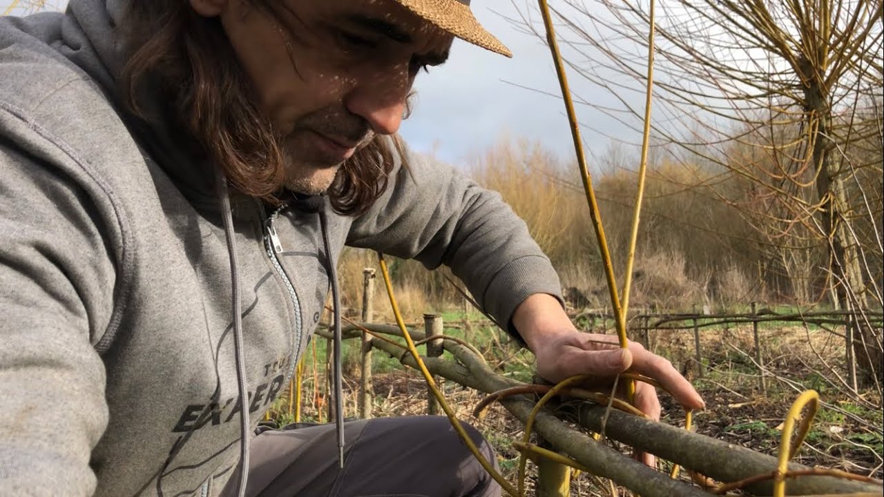 Tressage de saule, je bats en retraite…