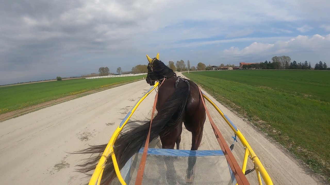 Cosmo Spritz - Allenamento cavallo da corsa - Trotto