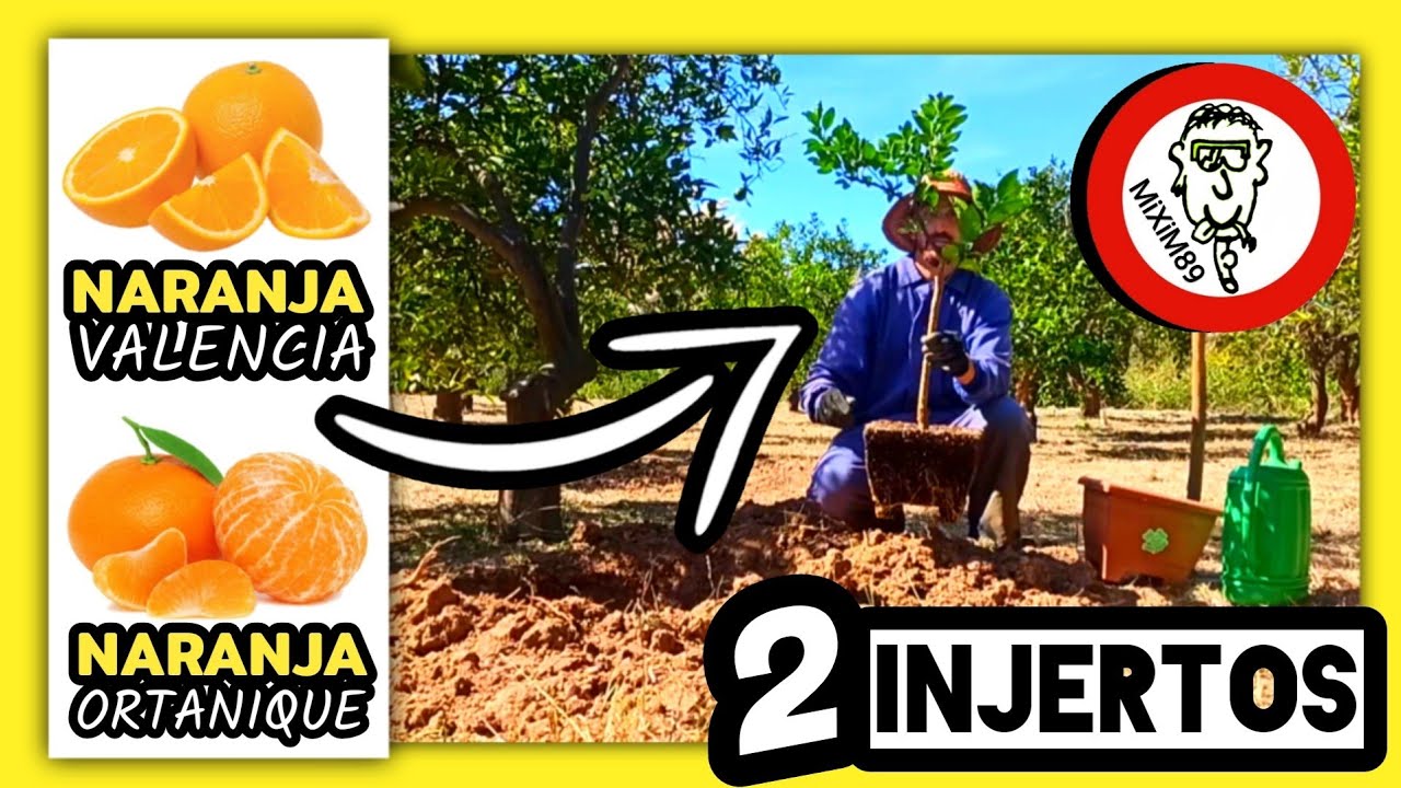 Doble INJERTO y Doble VARIEDAD en &Aacute;RBOLES C&Iacute;TRICOS by mixim89