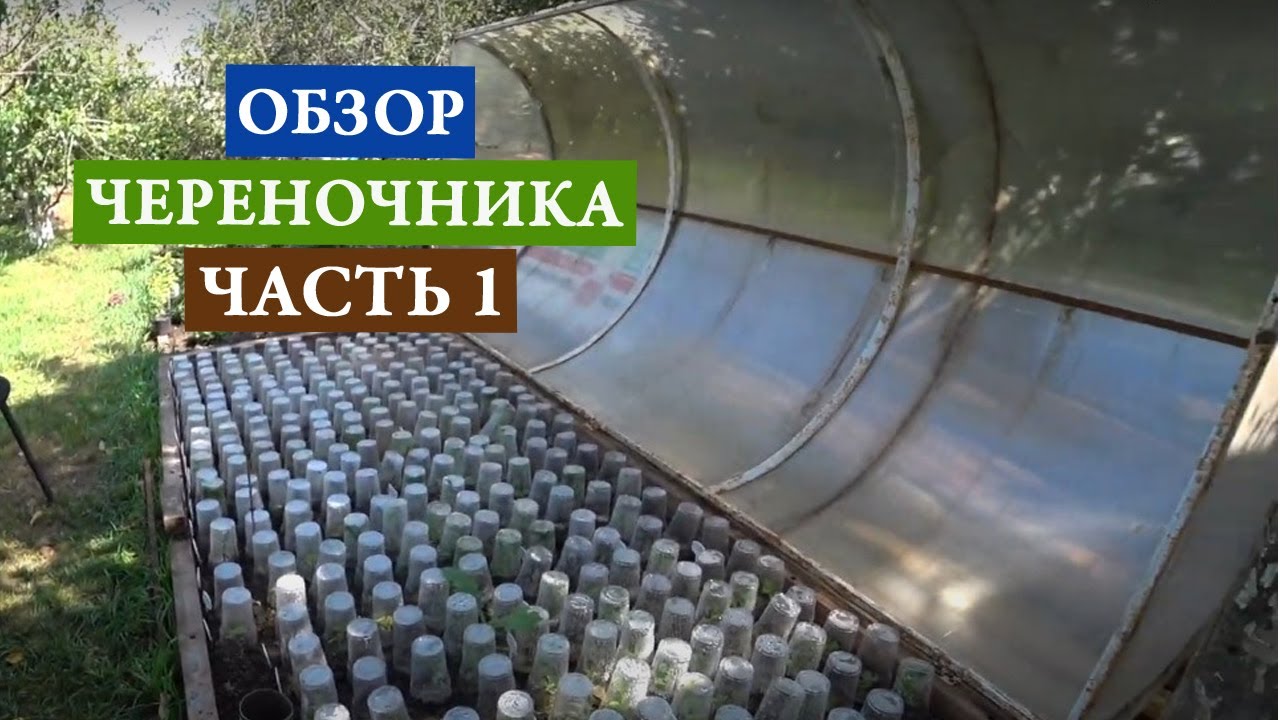 Обзор череночника часть 1