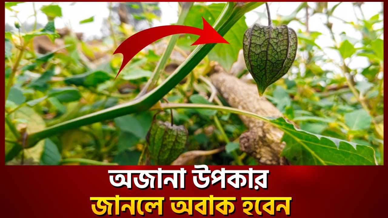 একটি গাছ, অসংখ্য উপকার—জেনে নিন