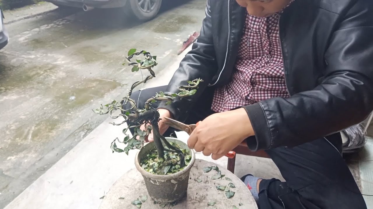 The guy makes small golden marble bonsai, one top and three branches are all soft and beautiful