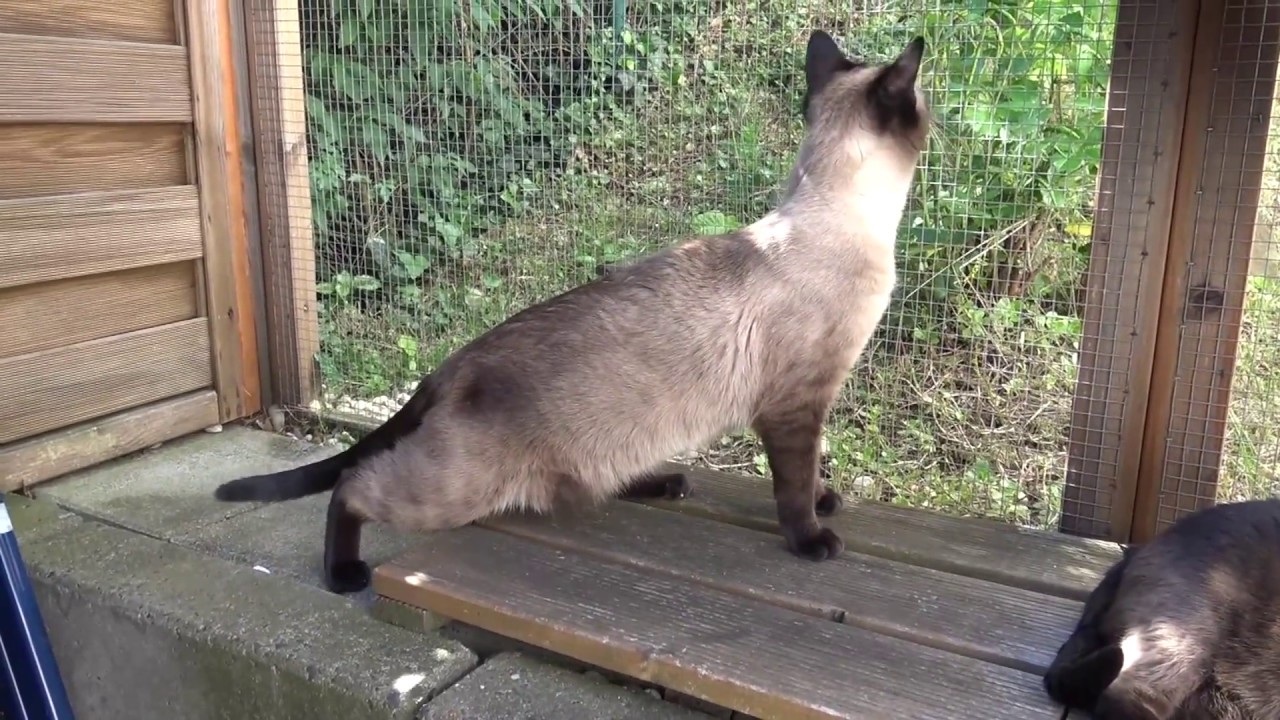 Blinde Katze entdeckt das Freigehege - Blind cat is discovering the liberties