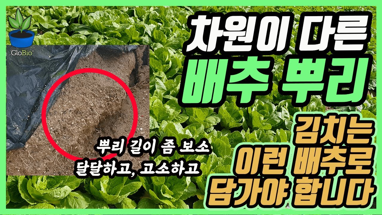 차원이 다른 배추뿌리?!! 한방효소의 힘!!!달달하고 꼬소하고~ 자고로 김치는 이런 배추로 담가야 합니다.