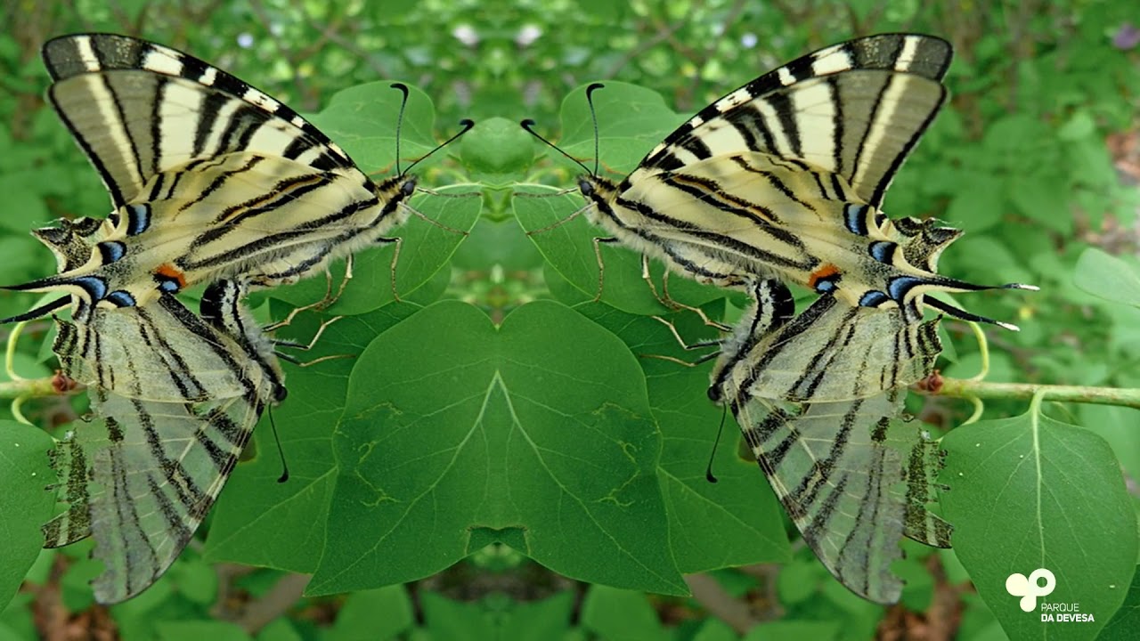 Hora do Conhecimento: Borboleta Zebra