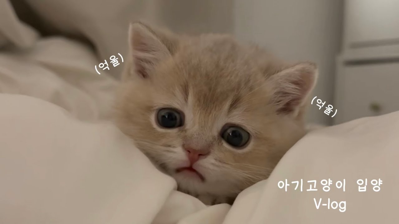 VLOG | 아기고양이 입양 🍼 개냥이 | 먼치킨 | 고양이 입양 | 초보집사