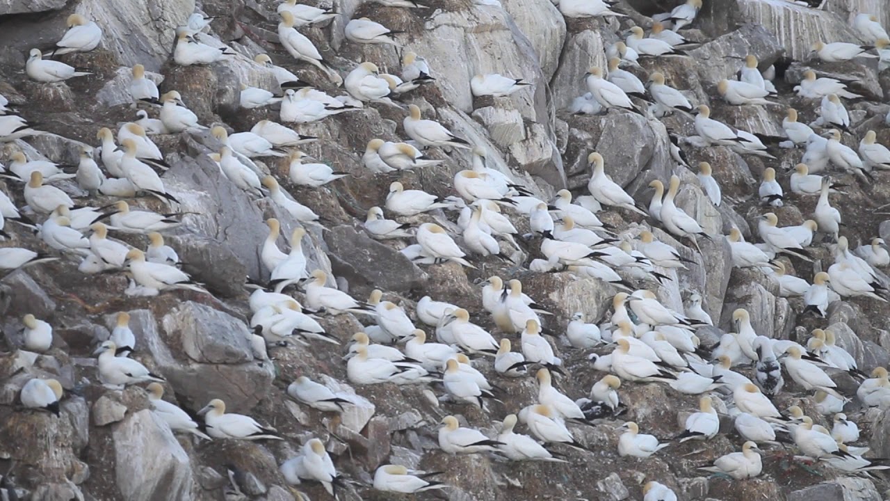 Northern gannets (Morus bassanus) at nesting colony on cliffs