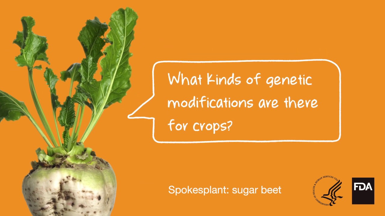 Agricultural Biotechnology: What Kinds of Genetic Modifications Are There For Crops?