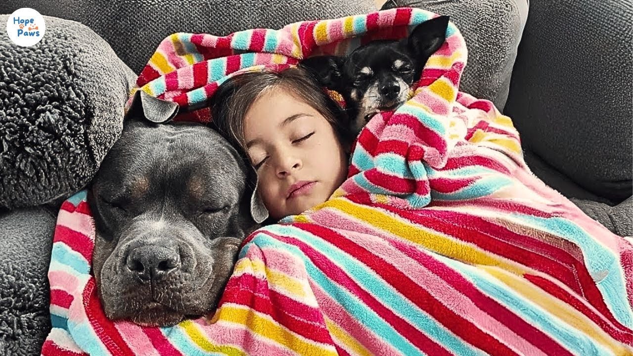 Why Our Adopted Pitbull Labowski Sneaks Into Scarlet’s Bed Every Night