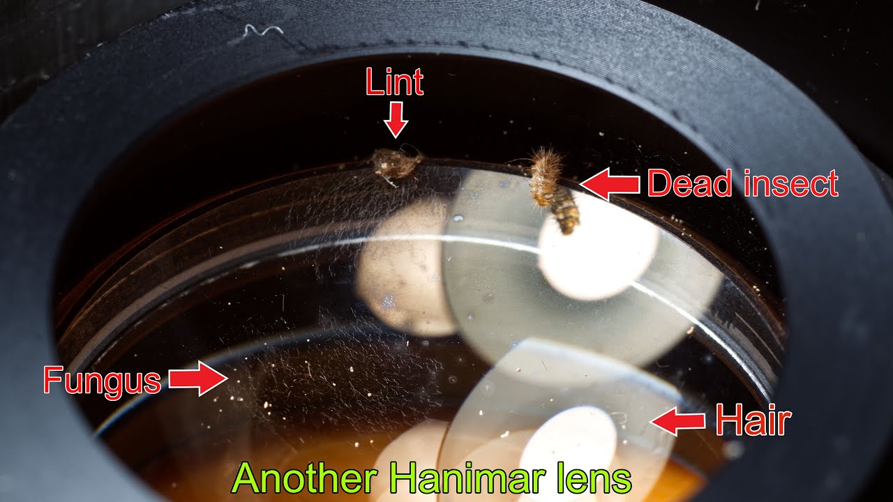 Another S### lens with fungus, dead insects, lint, and focusing issues.