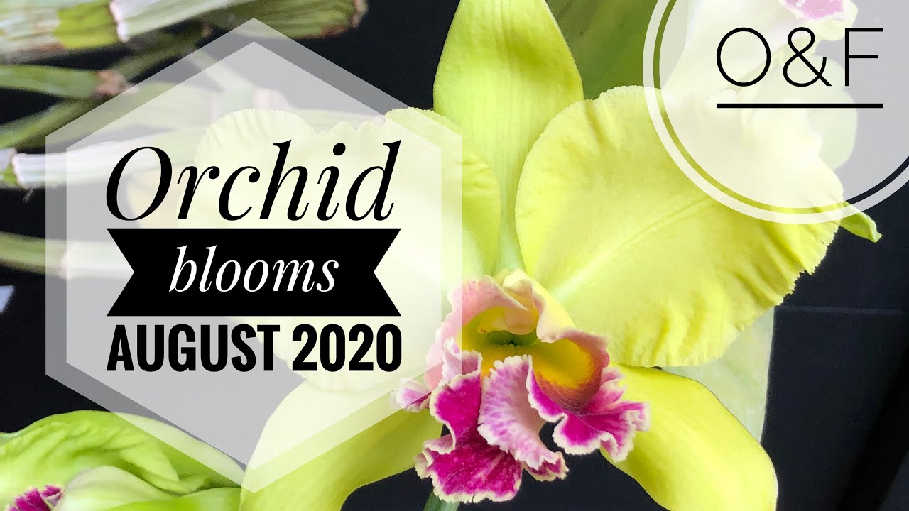 Orchid Blooms August 2020 | my orchid plant collection