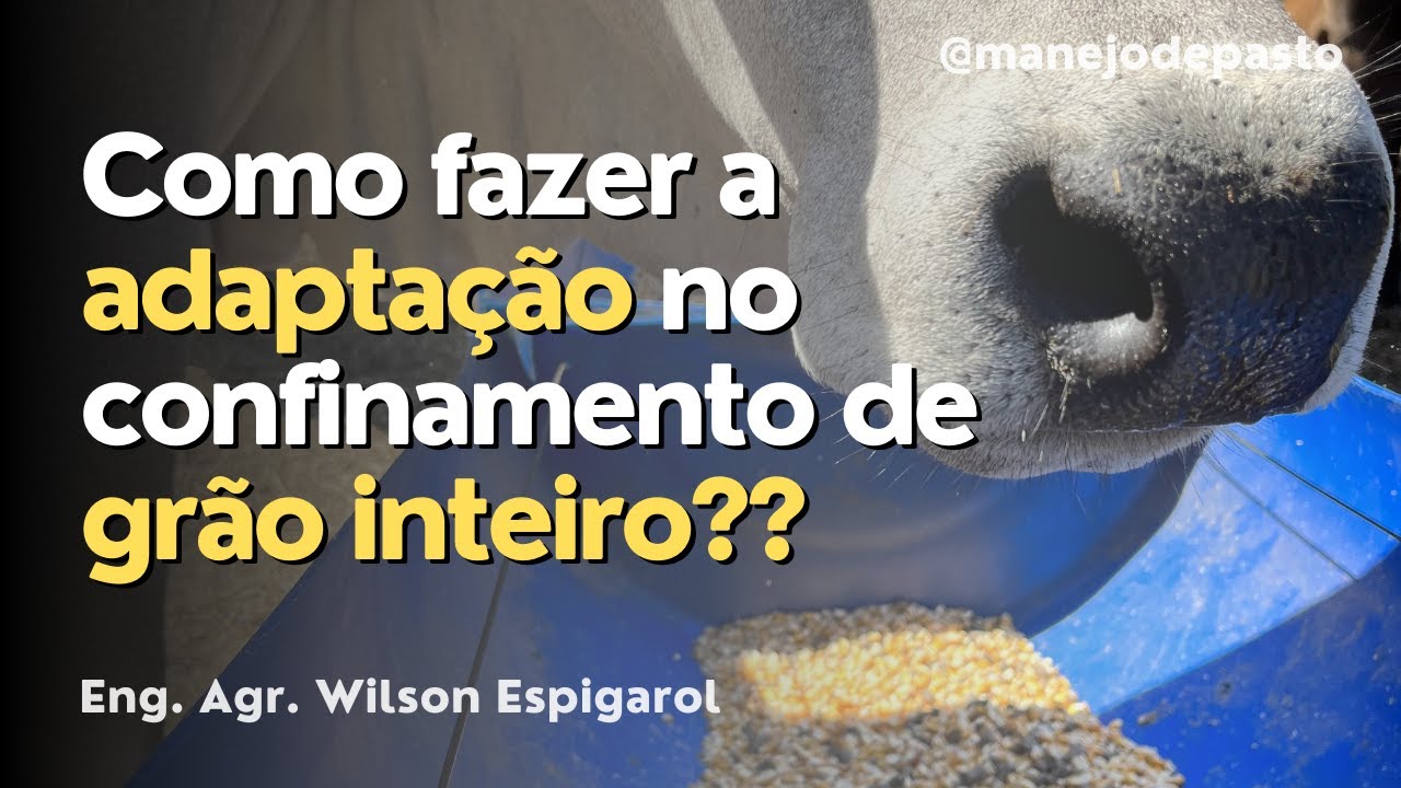 CONFINAMENTO GRÃO INTEIRO - ADAPTAÇÃO
