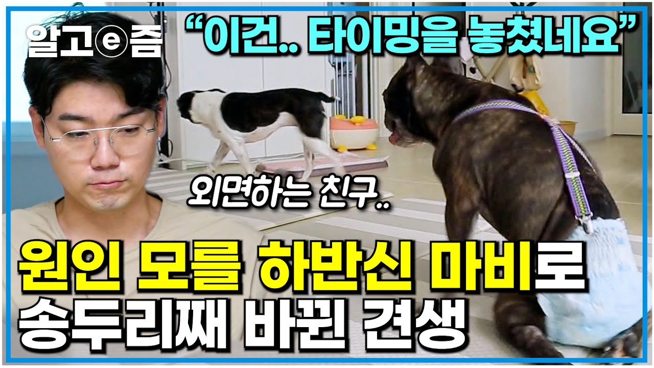 산책하고 뛰어논 다음날 급성 하반신 마비가 온 개.. 친구와도 멀어져 가는 슬픈 일상에 나타나 희망이 되어준 설채현 수의사┃세상에 나쁜 개는 없다┃알고e즘