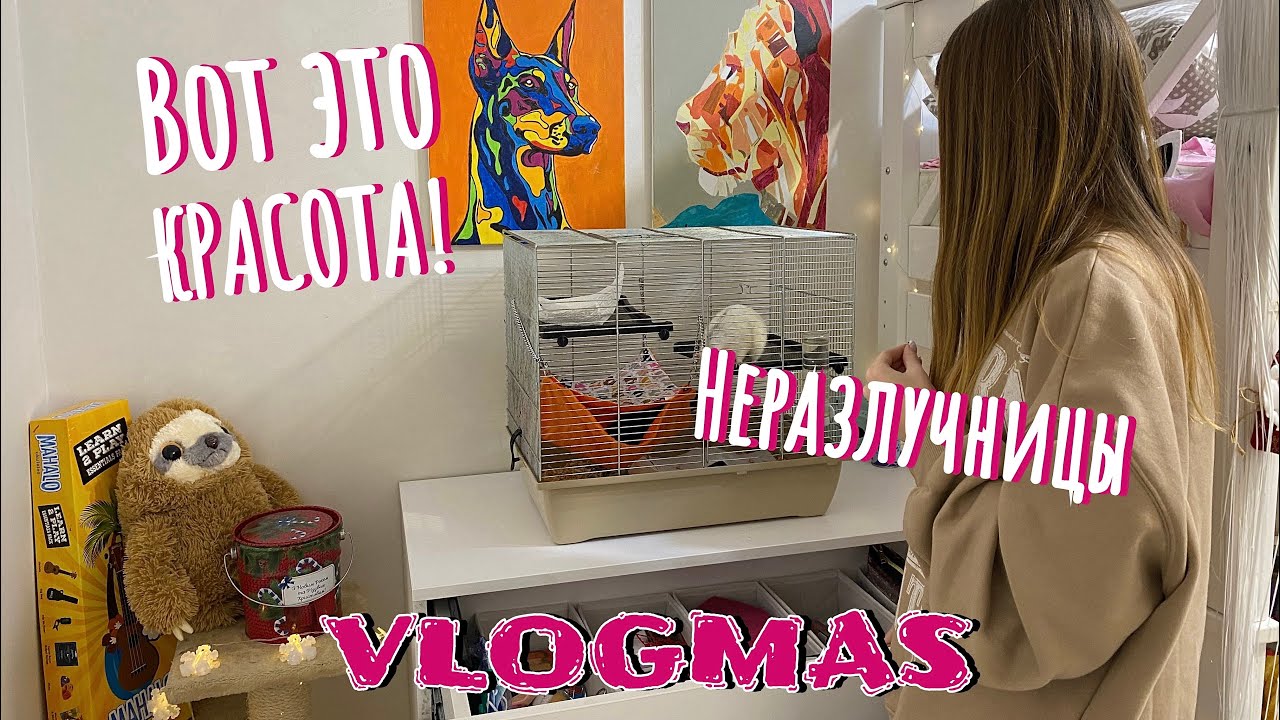 VLOGMAS: Девочки неразлучницы. Подарок для крыс.