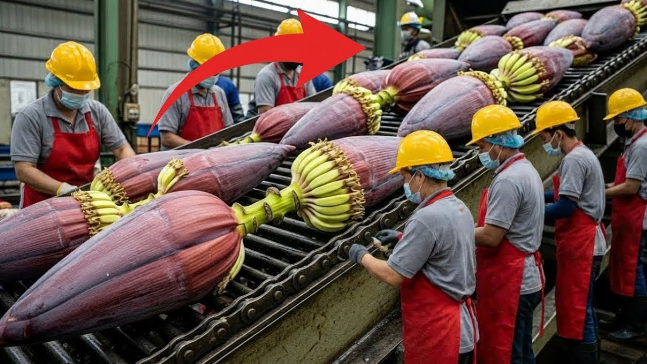 Inside an Old-School Banana Blossom Factory | From Harvest to Packaging