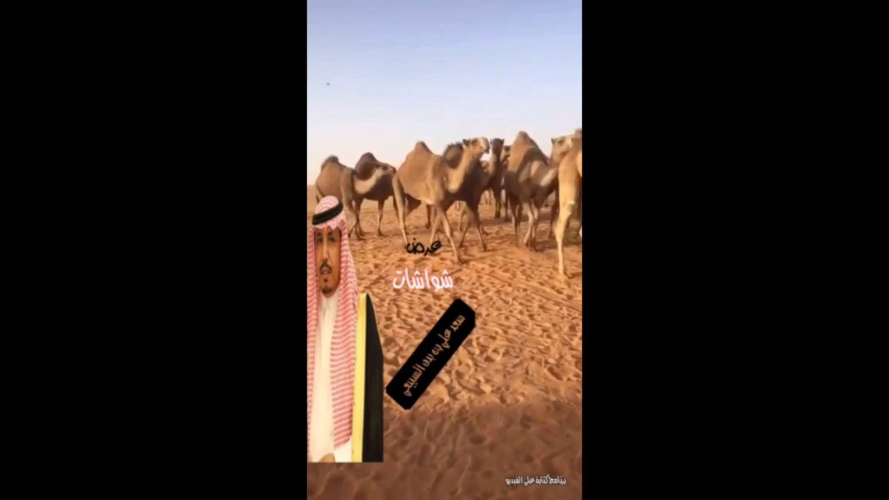 شعل  سعد علي بن بدن السبيعي (شواشات)