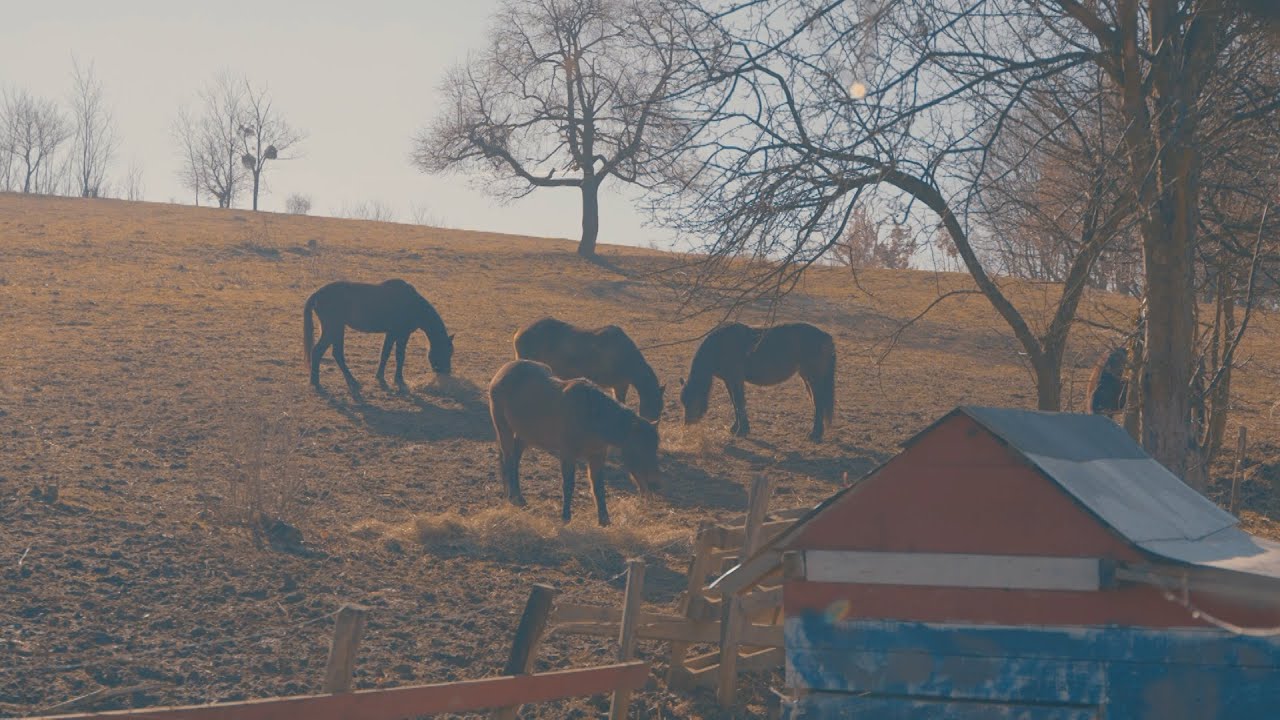 Konjički klub Mango iz Gornje Tuzle, oaza mira za ljubitelje životinja i prirode || POREZNIK GAVRO