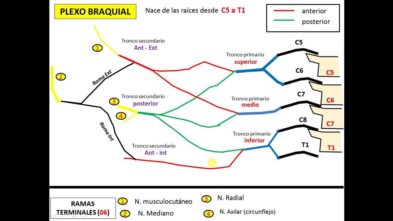PLEXO BRAQUIAL rápido y sencillo (descarga la presentación GRATIS)