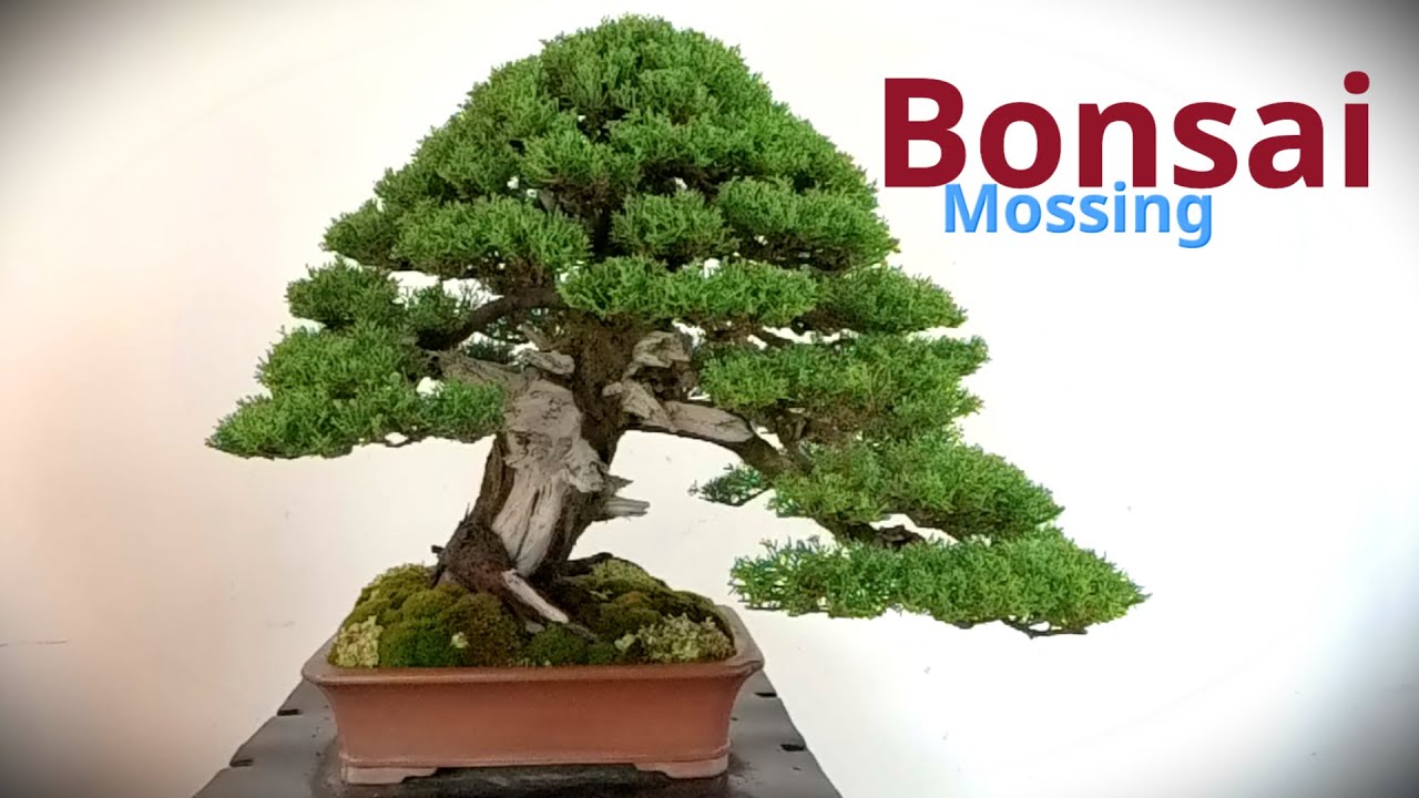 Come mettere il muschio sui bonsai da mostra