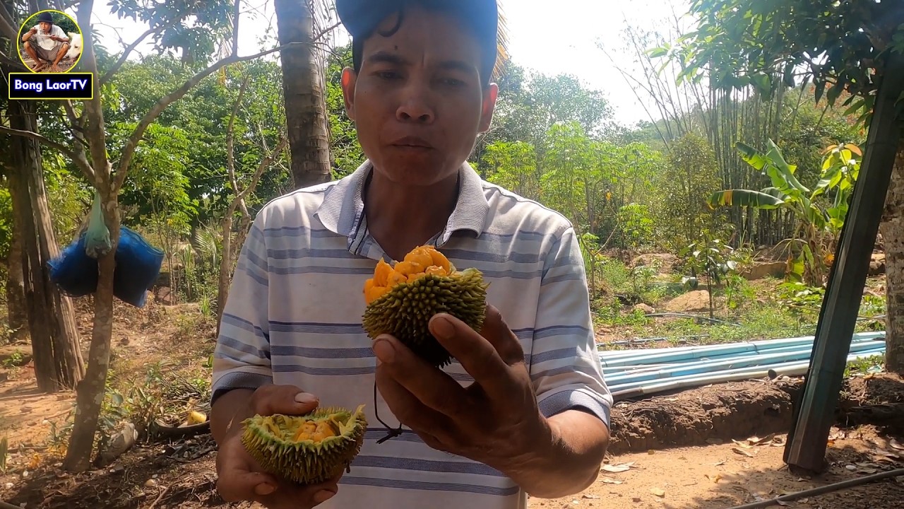 ភ្លៀងធ្លាក់ខែប្រាំងខ្នុរព្រៃទុំពេញភ្នំ RAINING IN DRY SEASON  AND FOREST FRUIT HIGH QUALITY 4K VIDEO