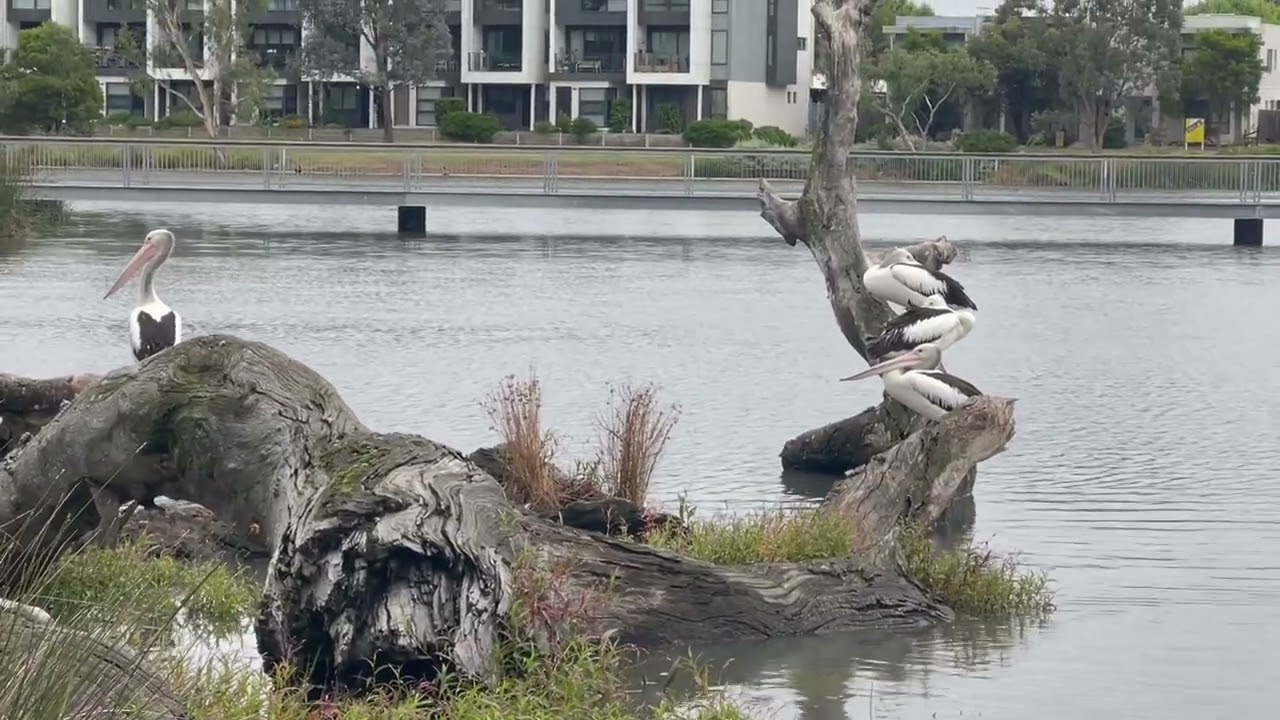 This is the closest I could get to the Pelicans! Blessed Australia! Even birds live without fear!