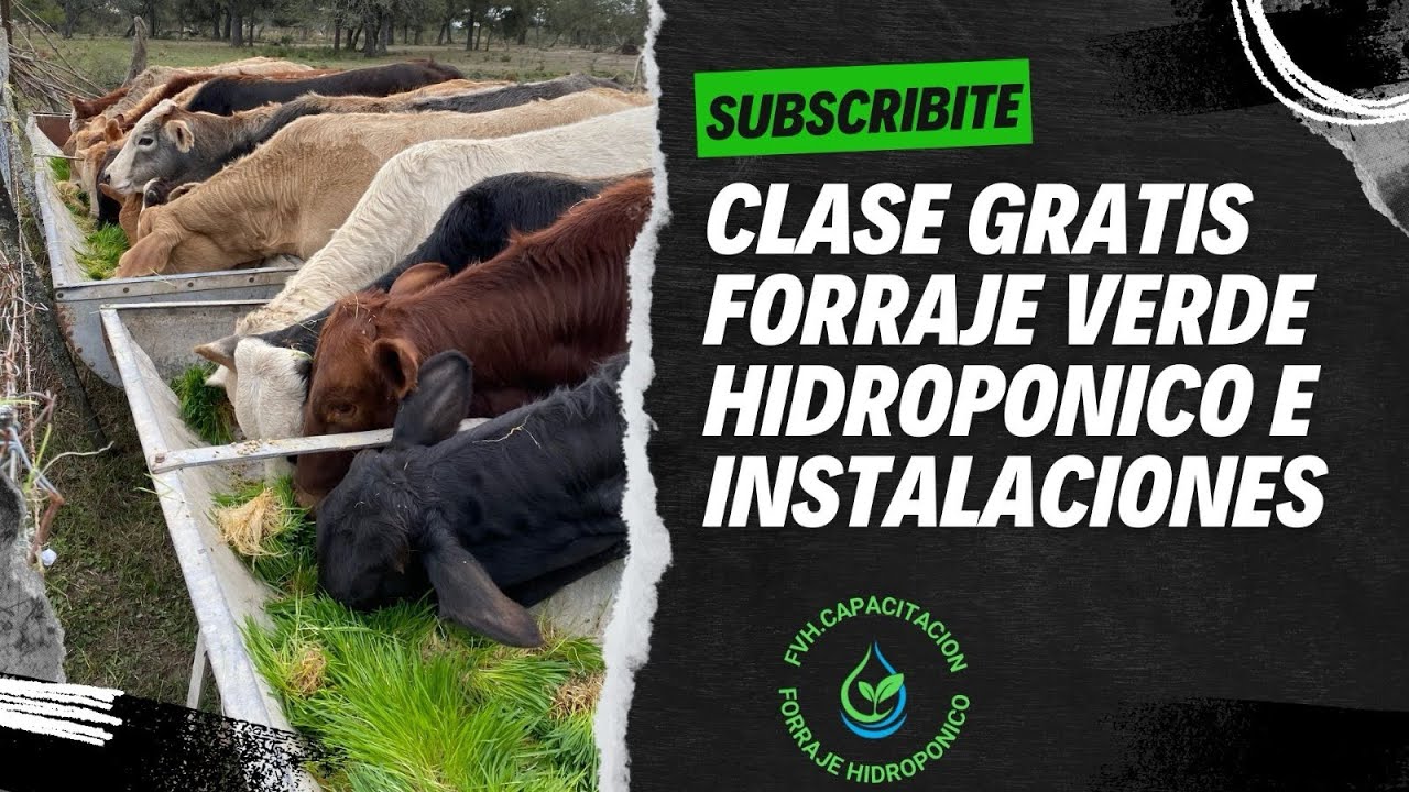 “FORRAJE VERDE HIDROPONICO & SUS DIFERENTES INSTALACIONES” CURSO GRATUITO ✅🌱