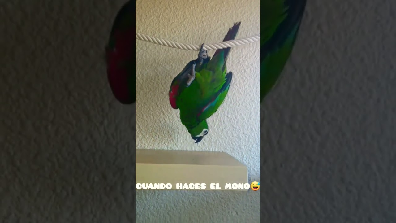 #guacamayo #arasevera #cotorra #forpus #aves #fauna#loro #mascotas #periquitos #animales #agapornis