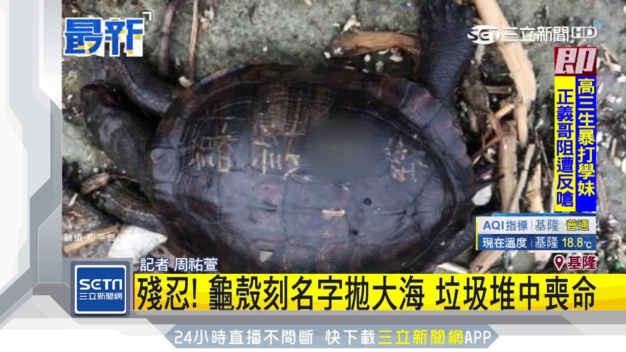 殘忍！龜殼刻名字拋大海　垃圾堆中喪命｜三立新聞台